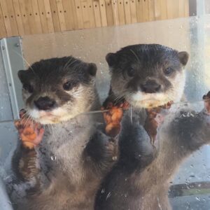 2026・5/27「世界カワウソの日」記念イベント開催